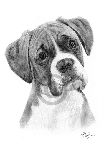 Boxer pencil drawing - pencil, a4