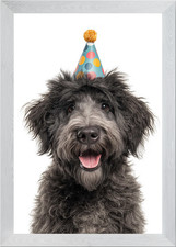 Happy Bouvier des Flandres Dog