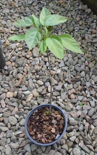 Catalpa bignonides indian - bignonides,