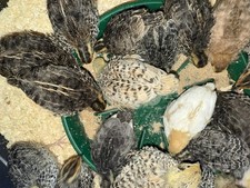 Medicated Quail Chick Starter