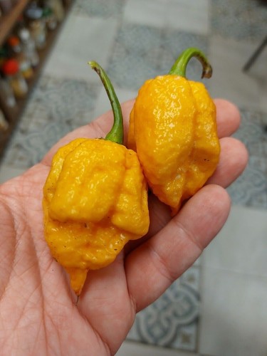 Trinidad moruga scorpion peach - trinidad,