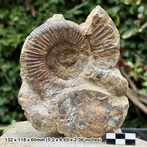 Rare aulacostephanus - rare,