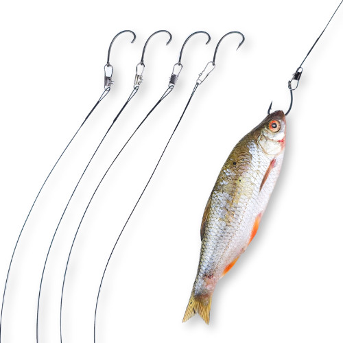 Zander dead bait - live, 5