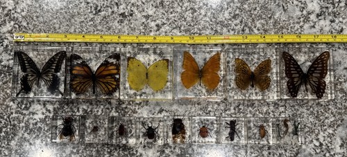 Lot insect bugs - 15,