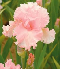 IRIS GERMANICA PINKY-SALMON