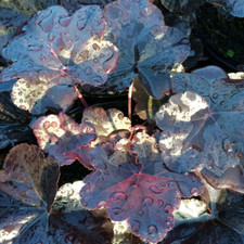 Heuchera Obsidian Coral Bells