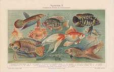 Aquarium Fish Betta Veiltail Lithograph from 1905 Telescope Fish