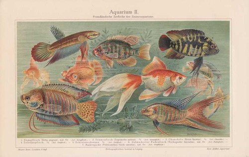 Aquarium fish betta veiltail - aquarium,
