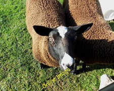 Photo 12x8 Zwartble sheep at High Stool Farm, Flagg  c2013