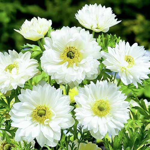 Anemone mount everest - anemone,