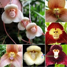 50 Seeds Monkey Face Orchid