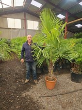 1x 7-8ft inc pot Premium Quality -15 Trachycarpus Fortunei Palm Tree