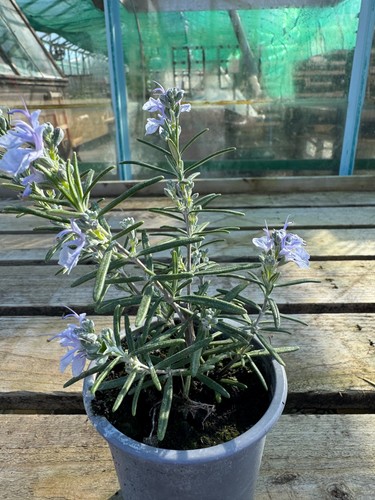 Rosemary 9cm potted - , plant