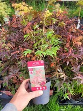 Acer atropurpureum Plants – Japanese Maple | 11cm Pots Garden or Bonsai