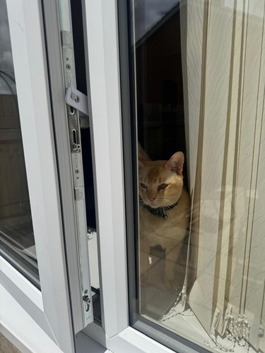 Cat pet window restrictor - cat,