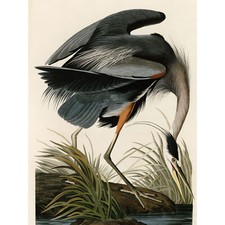 Audubon Birds Great Blue Heron