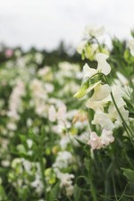 FLOWER SWEET PEA - PARFUME - WHITE SUPREME - 25 FINEST SEEDS