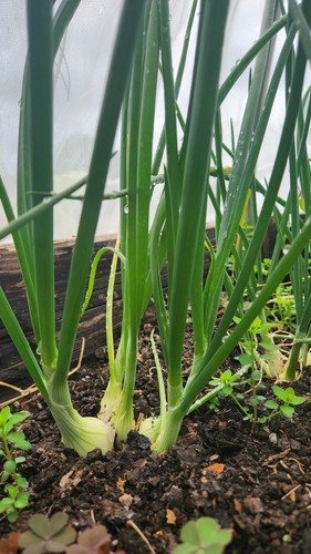 Multisown onion plug plants - onion,