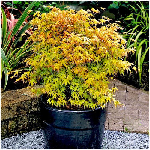 Acer palmatum katsura - palmatum, 'katsura'