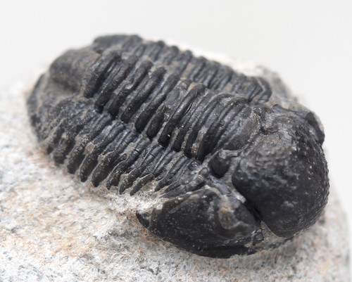 Trilobite phacops fossil sea - trilobite,