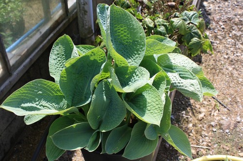 Hosta big daddy - pot,