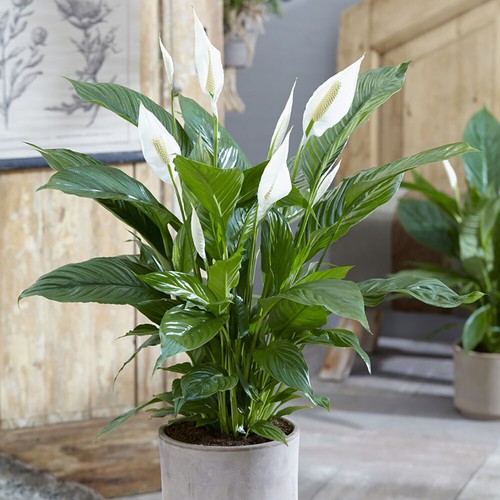 Indoor houseplant peace - houseplant,,