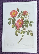 Print of Rosa Pumila by Pierre-Joseph Redoute