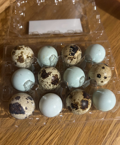 Eggs mix of blue celadon - 12,