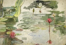 Botanical Study Water Lilies
