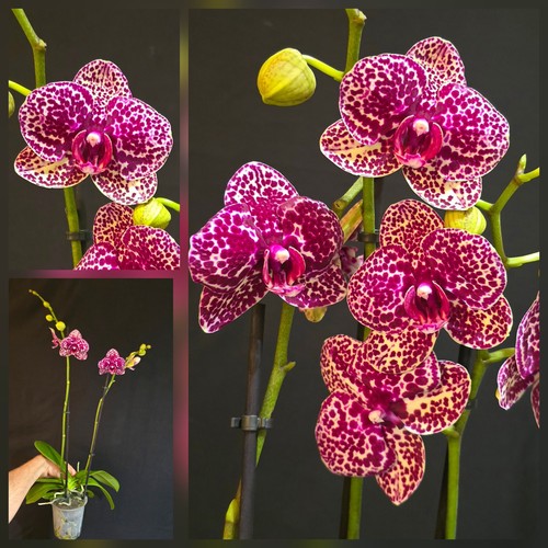 Phalaenopsis wild cat 2 - phalaenopsis, cat".