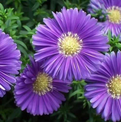 Aster dumosus sapphire 9cm - aster,