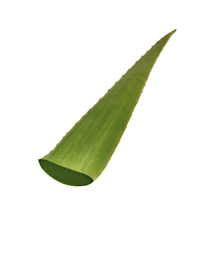 Aloe vera leaf - aloe, piece)