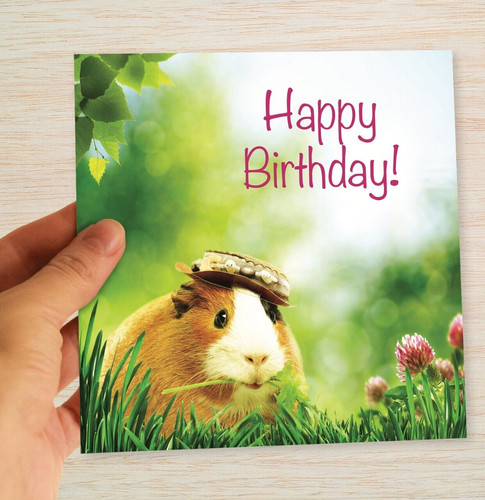 Guinea pig birthday - guinea, card