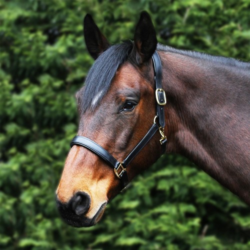 Gallop equestrian leather - gallop,