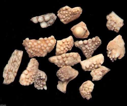 Triassic actinopterygian - triassic,