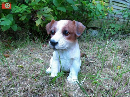 Jack russell puppy vivid - russell,
