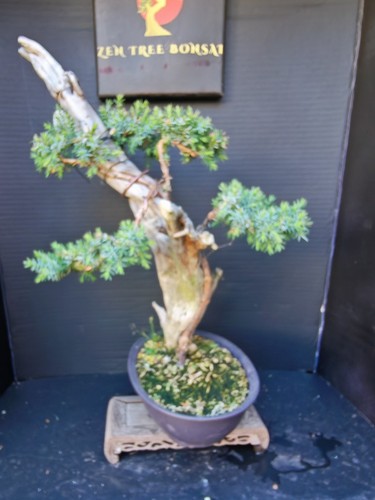 Tanuki needle juniper bonsai - needle,