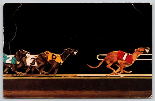Arizona greyhound racing - arizona, az