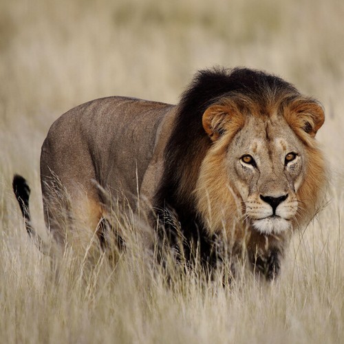 Endangered wildlife lion - endangered, sound