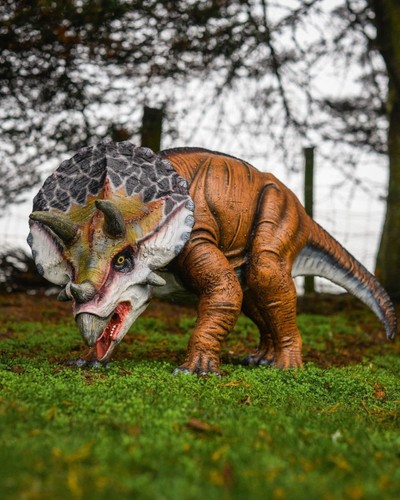 Triceratops fibreglass garden - triceratops,
