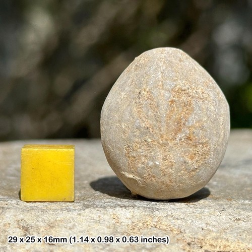 Dendraster echinoid fossil - echinoid,