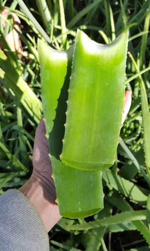 Aloe vera - 10, ~