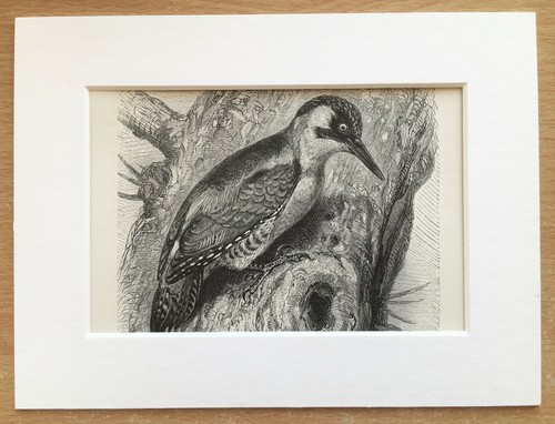 Green woodpecker bird print - woodpecker,