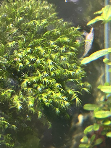 Phoenix moss fissidens - phoenix,