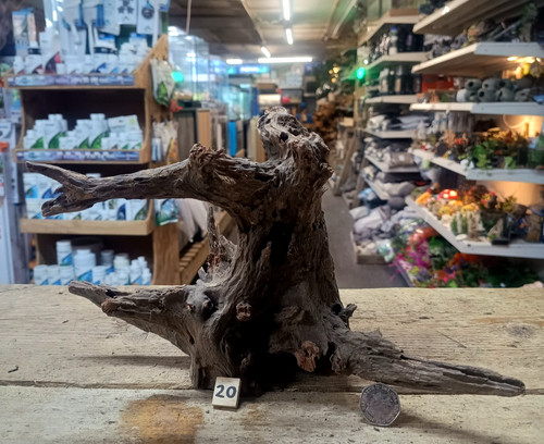 Small medium corbo root - small/medium,