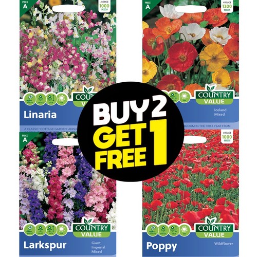 Flower seeds sweet pea - flower,