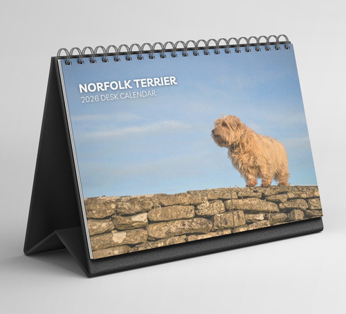 Norfolk terrier desk calendar - norfolk,