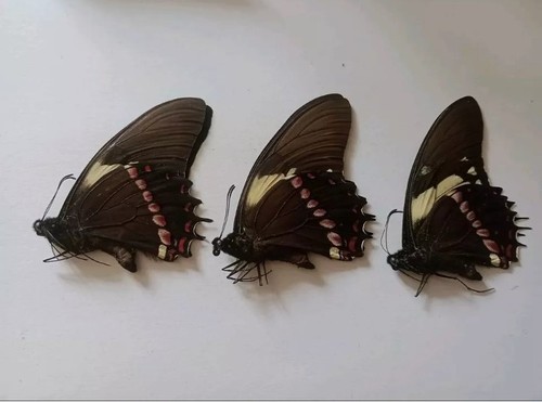 Papilio data peru - papilio, s.sp,a1