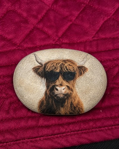 Highland cow emoootional - cow,