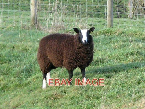 Photo zwartble sheep on - photo,